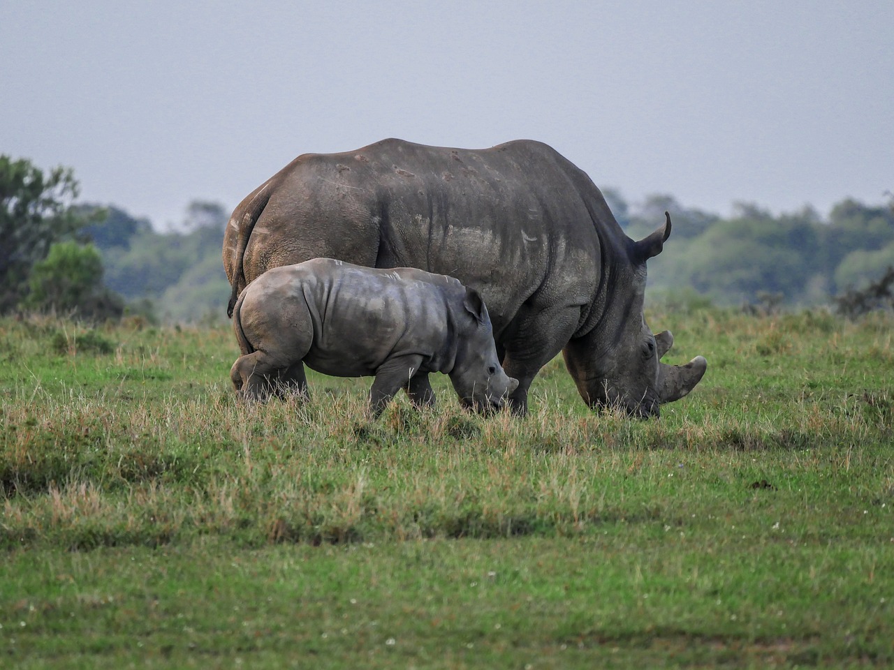 Hong Kong Seizes Biggest Rhino Horn Haul in 5 Years in Shipment from ...