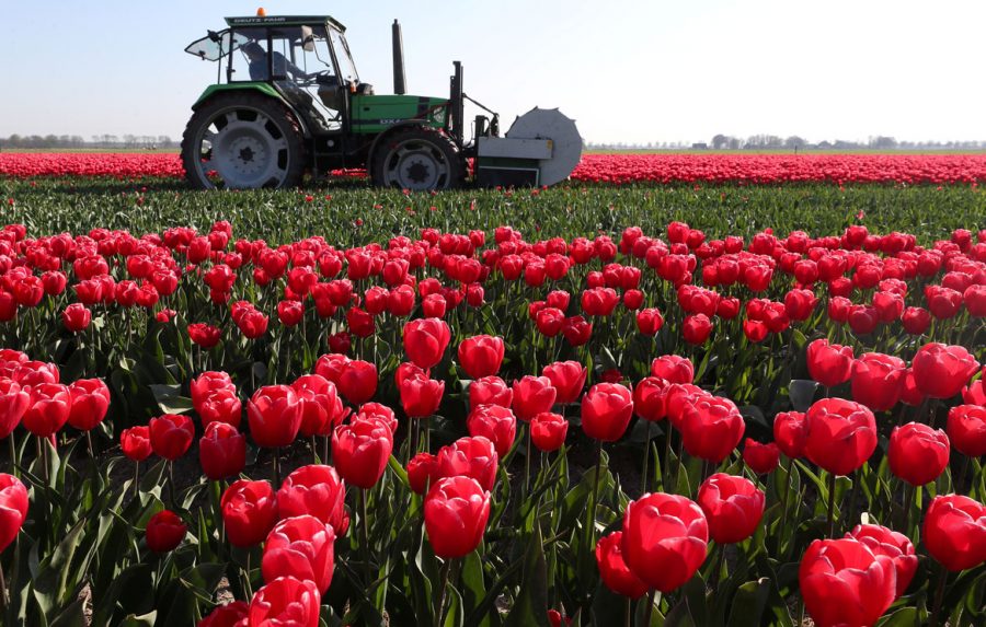 Travel Tulips Draw Record Breaking 1 Million Tourists To The Netherlands Over Easter Photos Sapeople Worldwide South African News