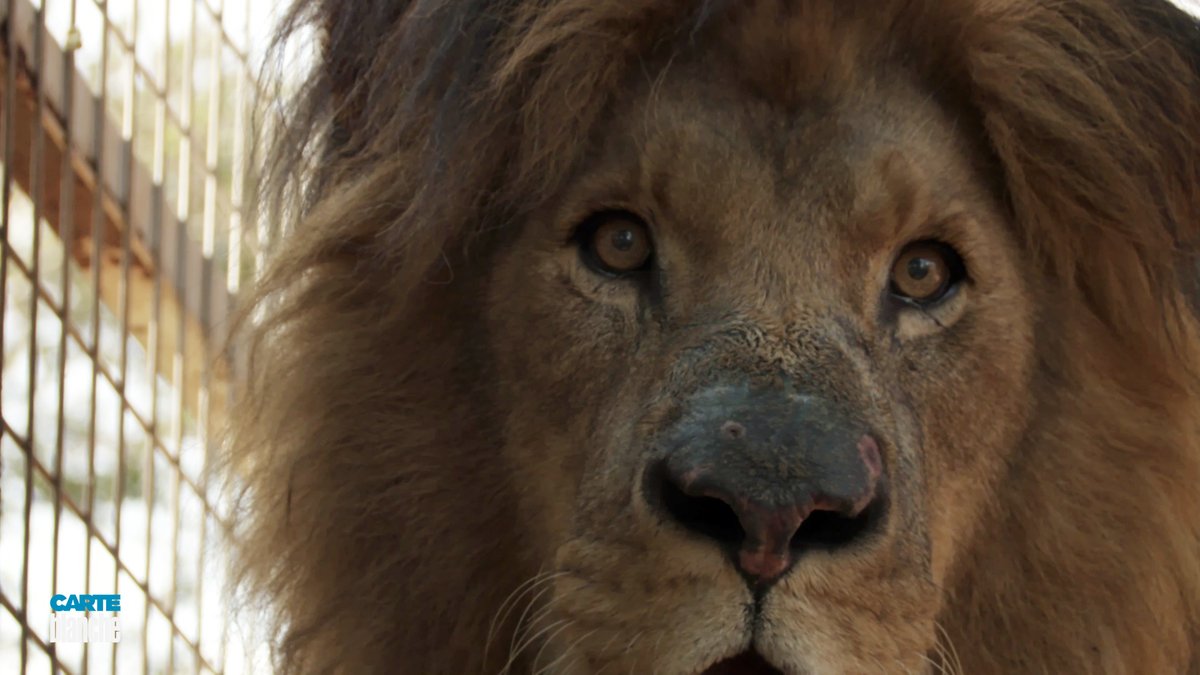 Carte Blanche This Week Lion With Skin Cancer Treated In Human Hospital And More Sapeople Worldwide South African News