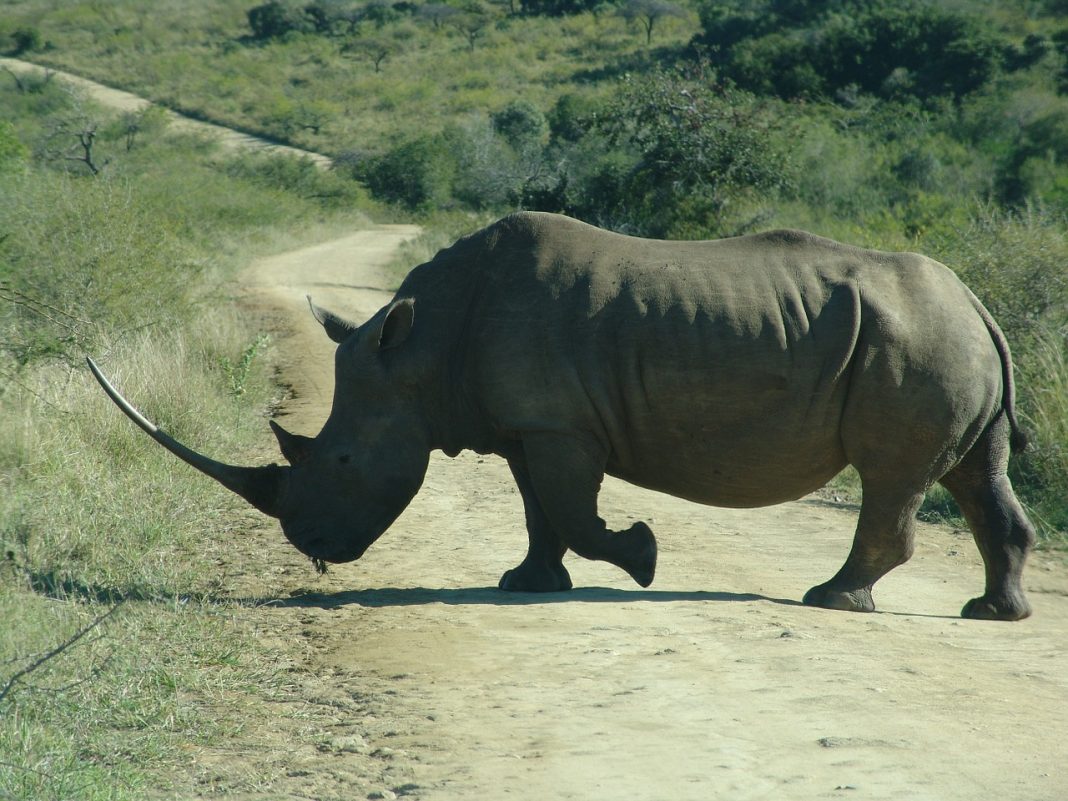 WAR ON POACHING: Ex-SANParks Employee Arrested and Hawks Intercept R38