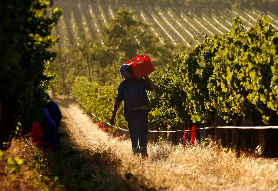 south-africa-s-2019-wine-harvest-set-to-hit-lowest-in-more-than-a