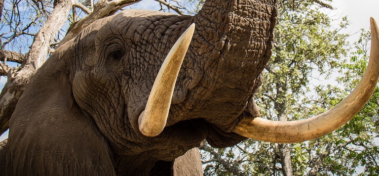 Win for African Elephants as Global Wildlife Conference Votes to End