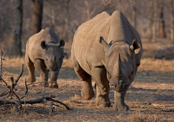 9 Of South Africa's Rare Black Rhinos Relocated To Serengeti In ...