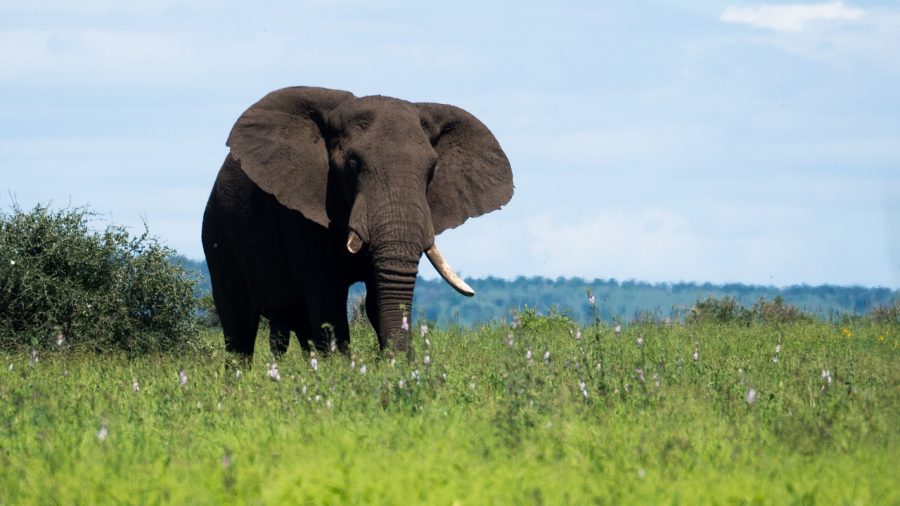 Six More Poachers Successfully Arrested in Kruger National Park, South ...