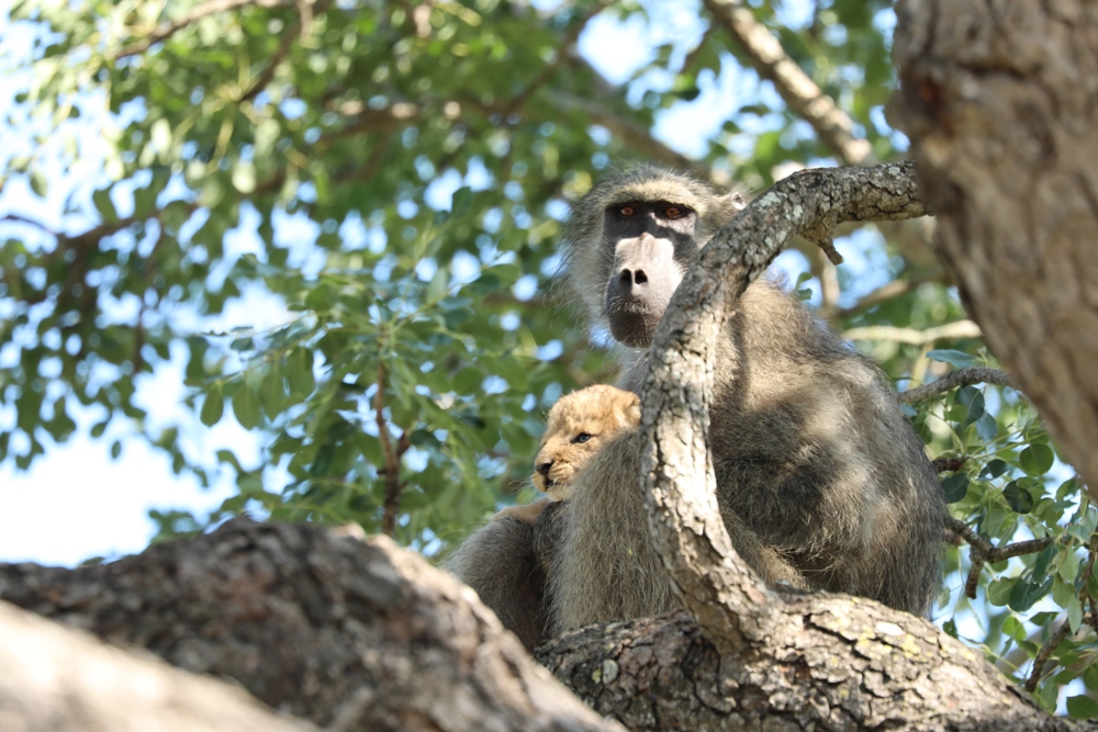 Baboon Captures And Grooms Lion Cub In Heartbreaking Kruger Photos ...