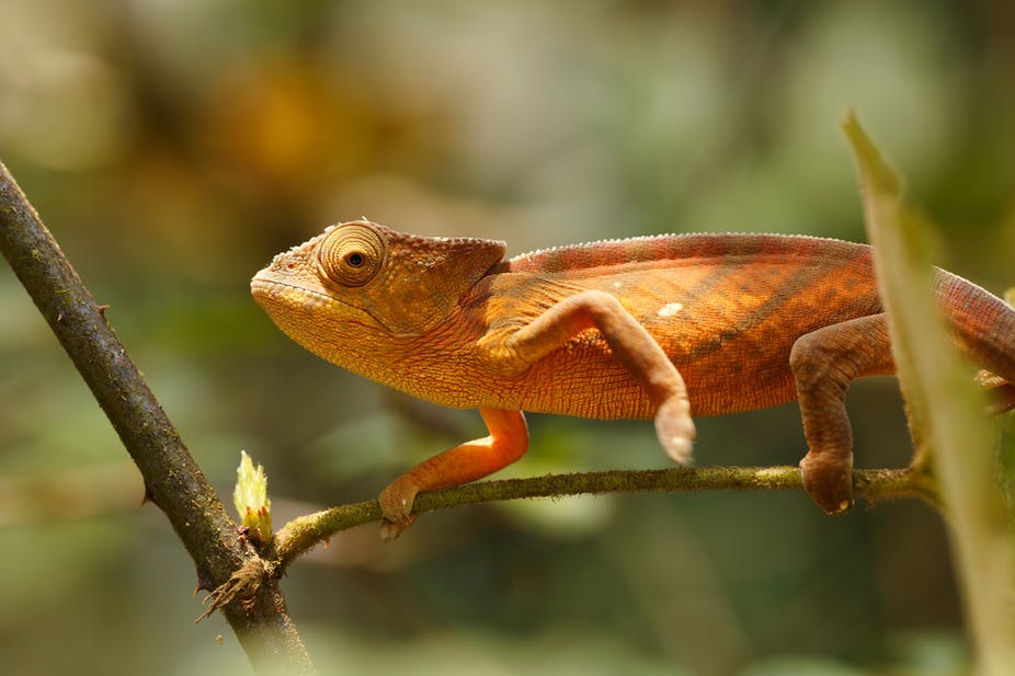 Kenyan Fossil Shows Chameleons May Have 'Rafted' From Mainland Africa ...