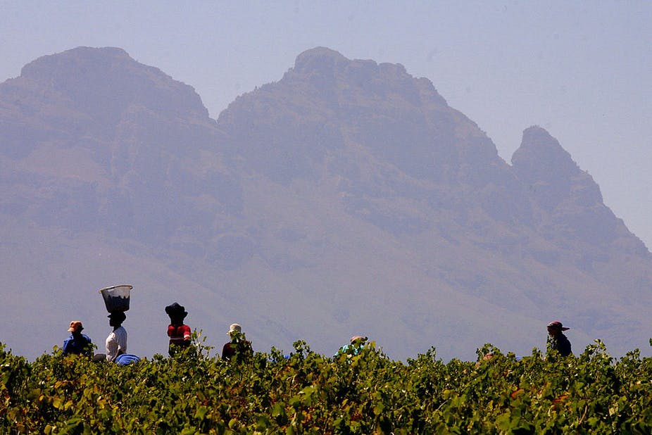 How South African Wineland Workers Used Global Networks to Fight for