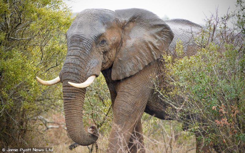 Fears KZN Elephant Herd Face Being Culled After Conservationist ...