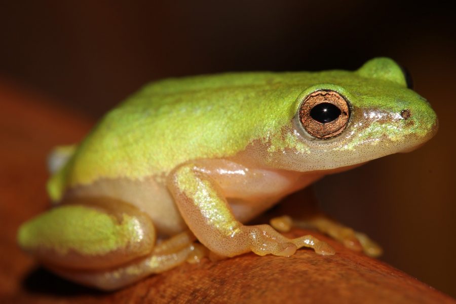 South African 'Frog Lady' Biologist Wins 2020 Prestigious Whitley Award ...