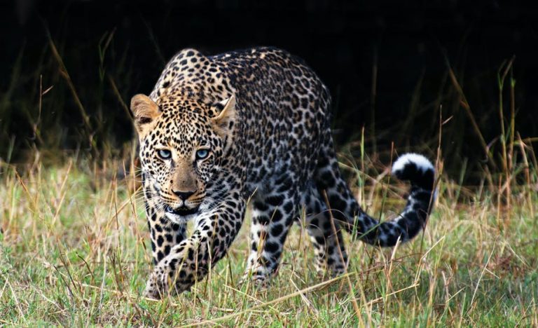 exploitation-changes-leopard-behaviour-with-long-term-genetic-costs