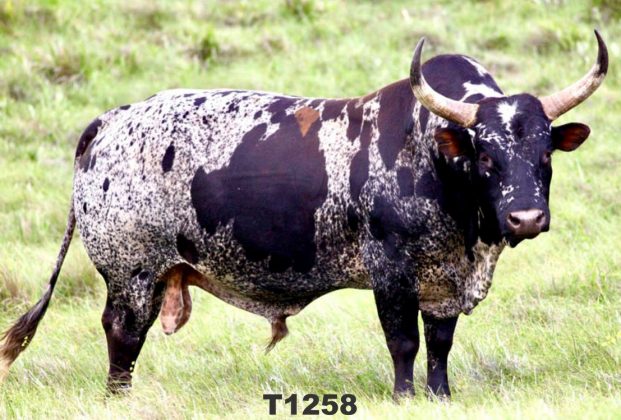 Nguni Bull Draws Record Price in Online Auction - SAPeople - Worldwide ...