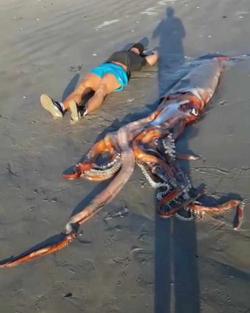 Giant Squid Washes Up On St Helena Bay Beach Sapeople Worldwide South African News 0819