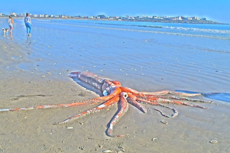 Giant Squid Washes Up On St Helena Bay Beach Sapeople Worldwide South African News 3419