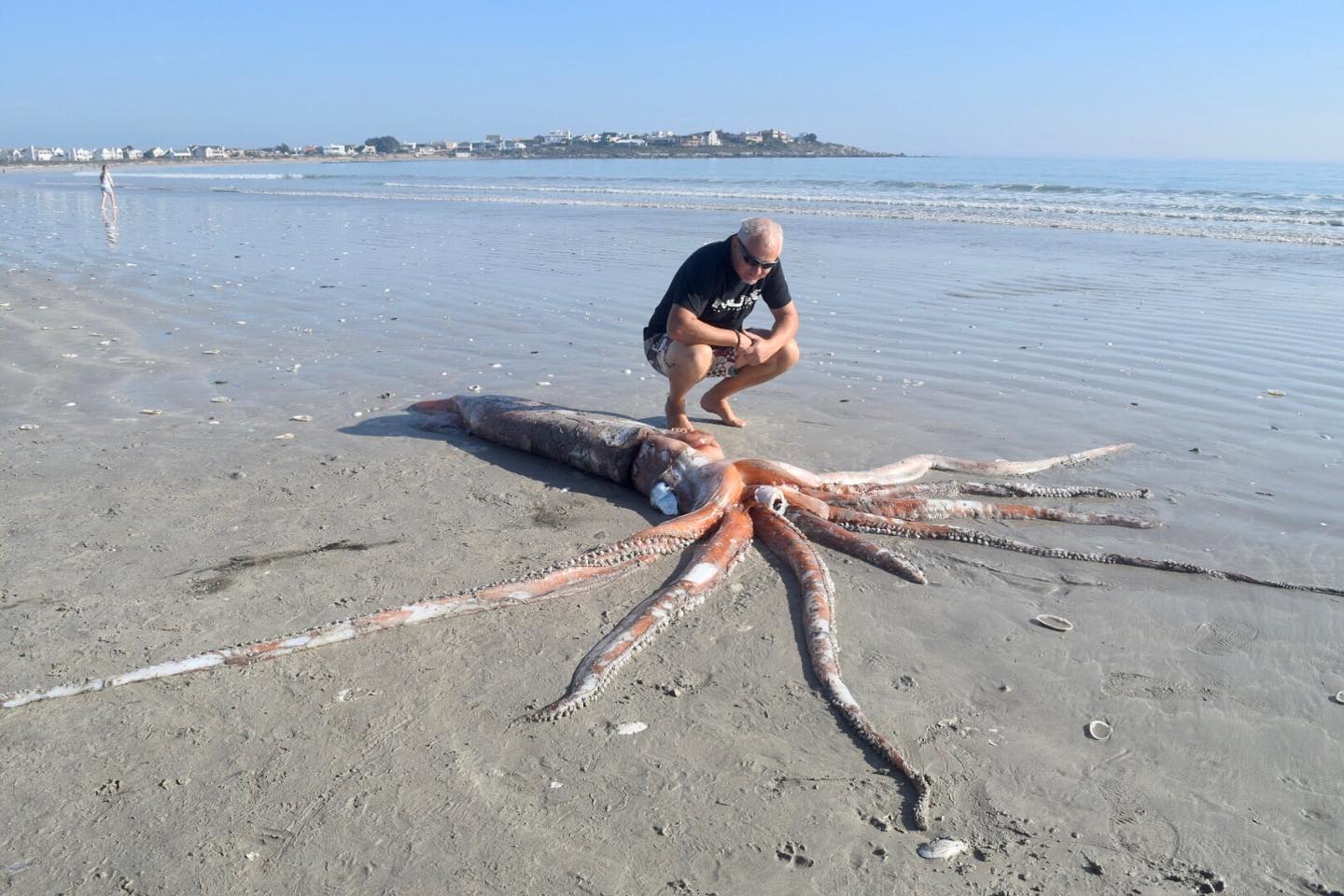 Giant Squid Washes Up On St Helena Bay Beach Sapeople Worldwide South African News