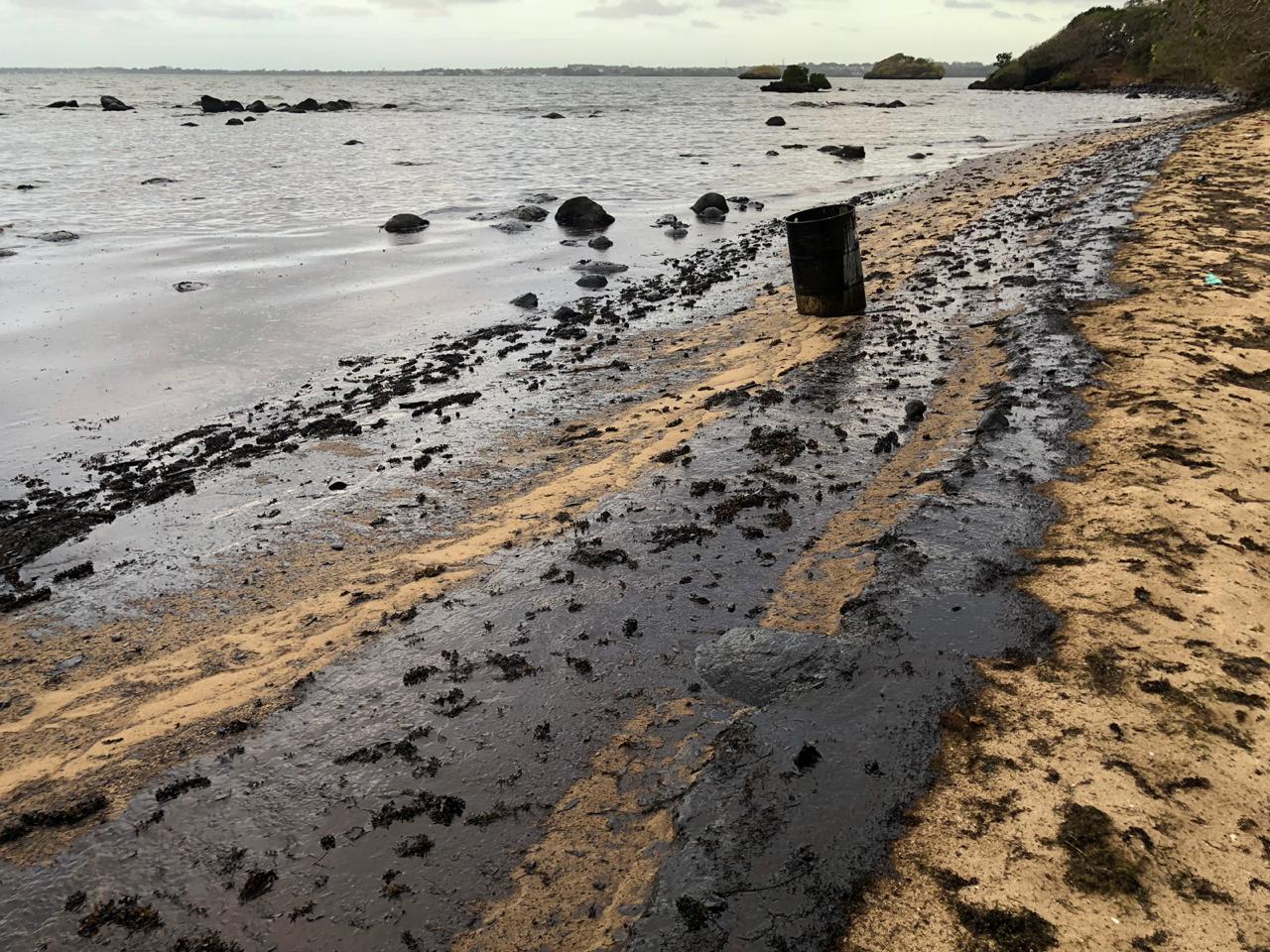 Dead And Sick Dolphins Wash Up After Mauritius Oil Spill Greenpeace