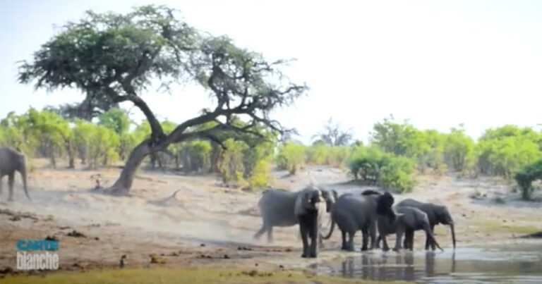 Mystery Solved of Hundreds of Elephants Dying Suddenly in Botswana