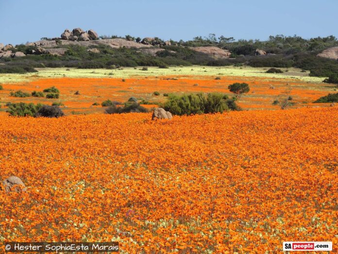 Namaqualand's Famous Wild Flowers Flourish in 2020 After Years of ...