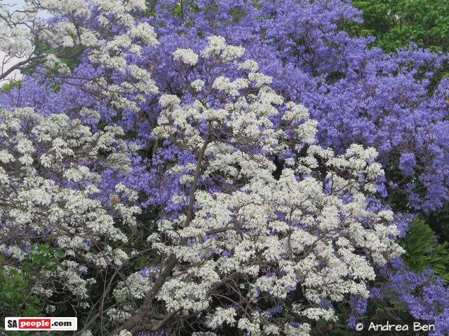 PHOTOS: Rare White Jacaranda Trees Flowering in Pretoria, South Africa