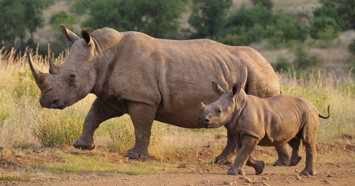south african rhinoceros