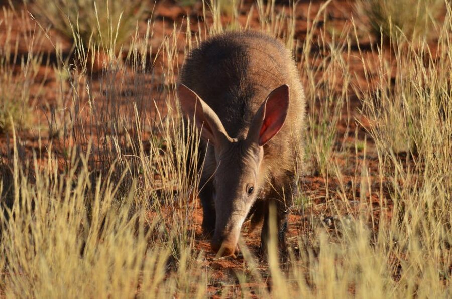 Daytime Sightings of Nocturnal Aardvarks Hint at Troubled Times in the