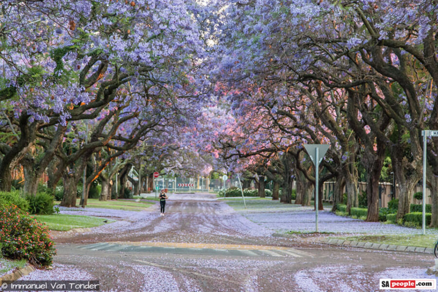 Stunning Photos of Pretty Pretoria as Jacarandas Bloom Like 'Purple ...