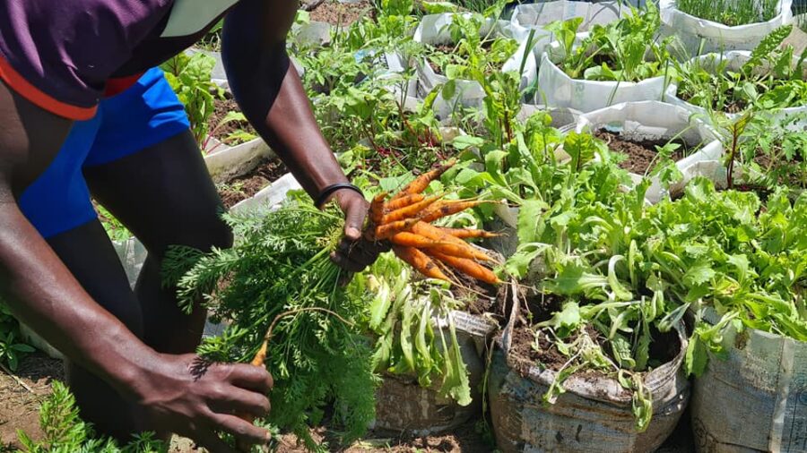 vegetable-gardening-in-south-africa-image-to-u