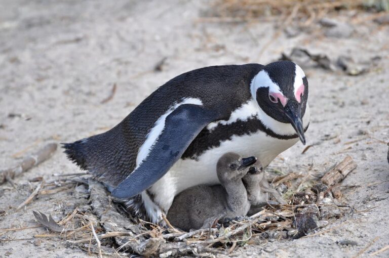 Artificial Nests Can Help African Penguins Breed But Parasites Like