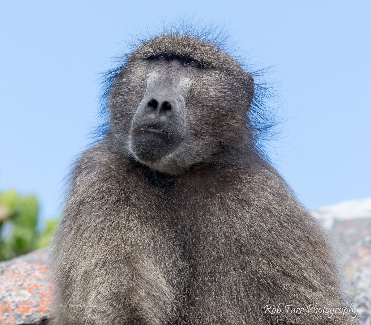 PHOTOS: Famous Baboon Kataza in Beloved Cape Before Being Moved to ...