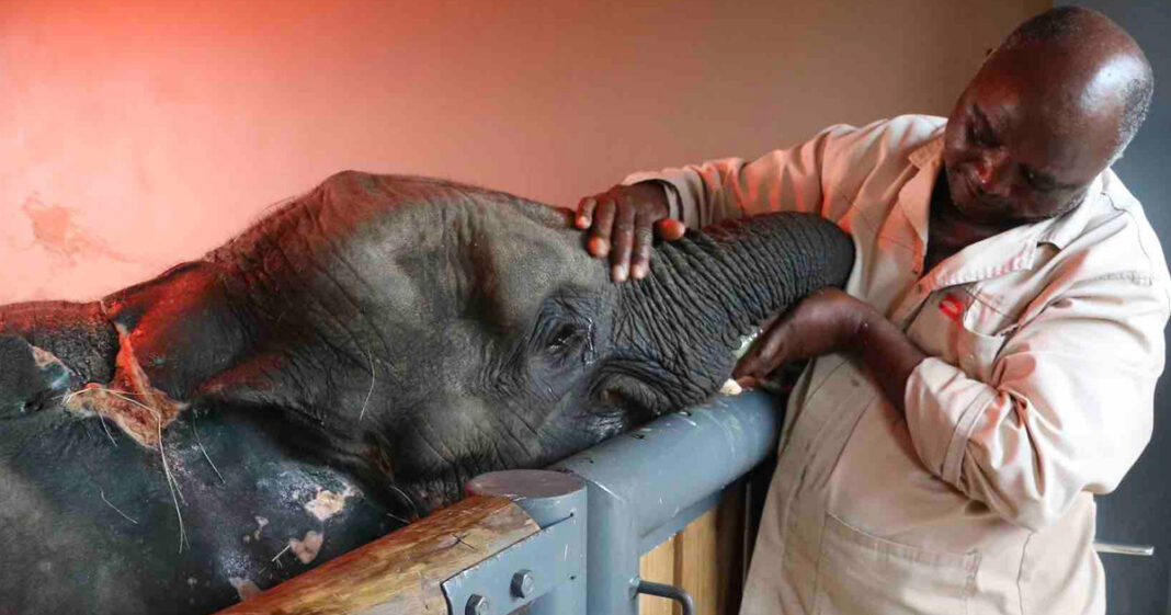 WATCH Heartbreaking Farewell to Baby Elephant Orphan Fenya - SAPeople