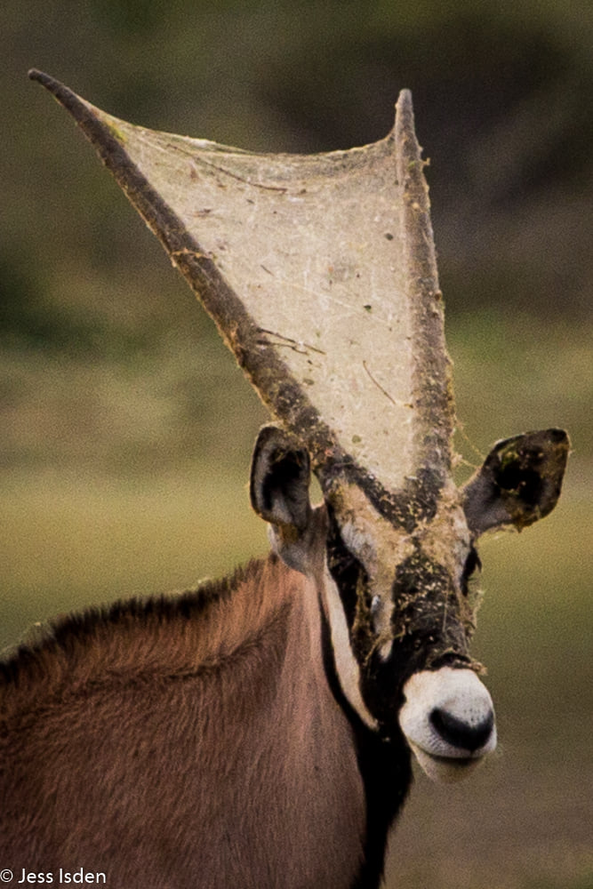 gemsbok horn