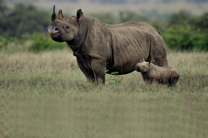 Guide Discharged in Good Spirits After Surviving Black Rhino Attack ...