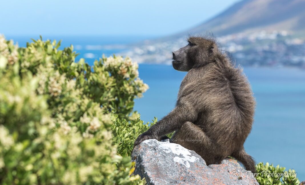 New study on baboon bonds reveals all about life and friendships