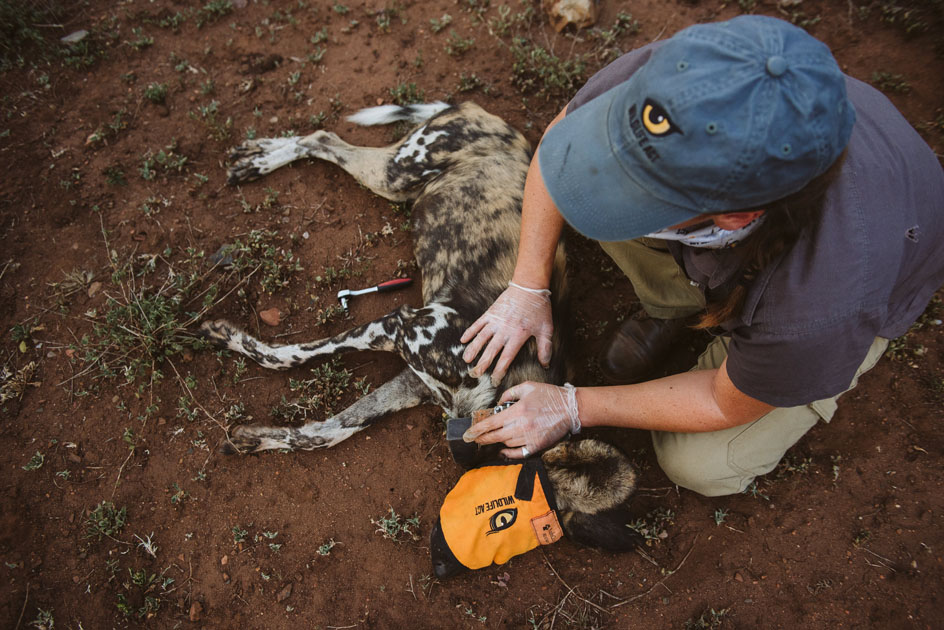 14 African Wild Dogs in Historic Move to Malawi from South Africa for