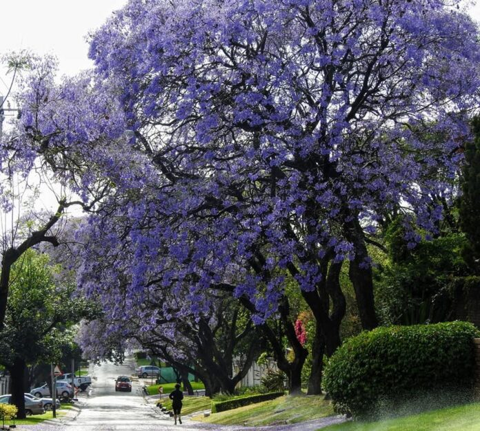 Jacaranda Trees Burst into Colour in Pretoria, South Africa - SAPeople ...