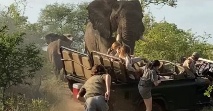 WATCH Elephant Attack in South Africa Confirmed, Luckily No Injuries