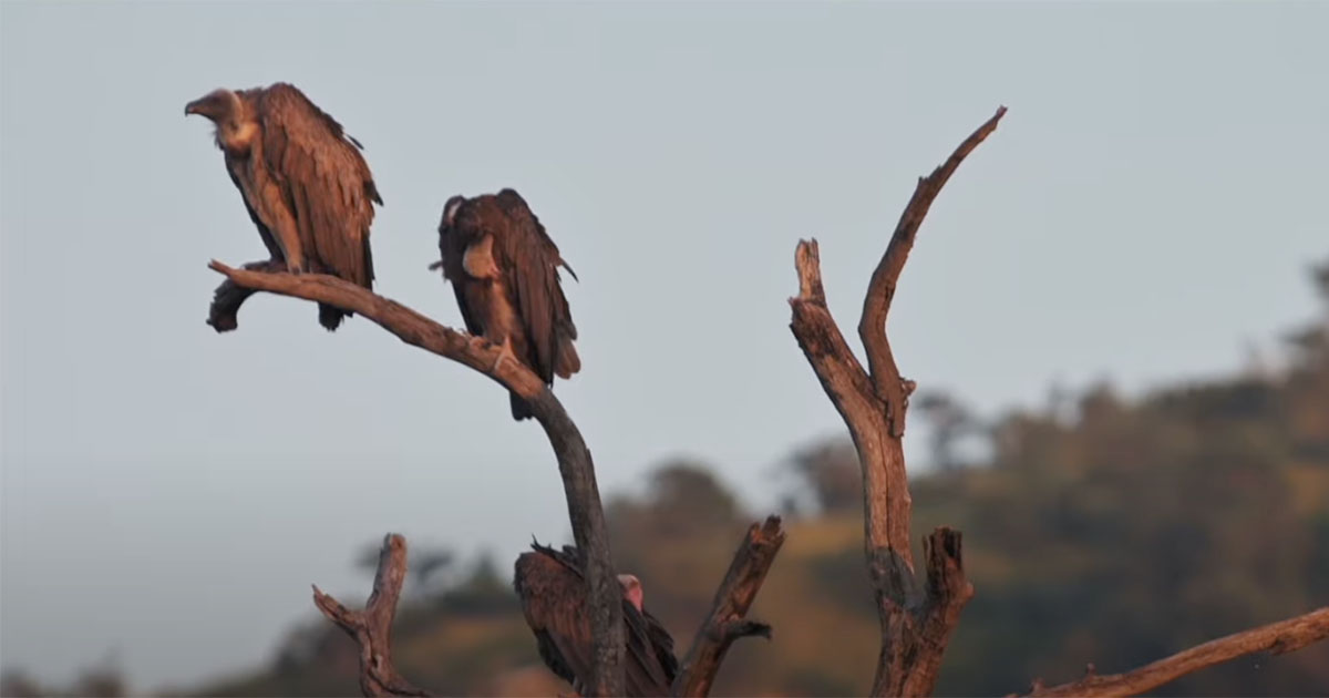 Endangered Vulture Nesting Sites Drop To Less Than Half In 2021 In KZN ...