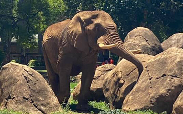 Pretoria Zoo s Famous Elephant Charlie To Be Retired SAPeople 