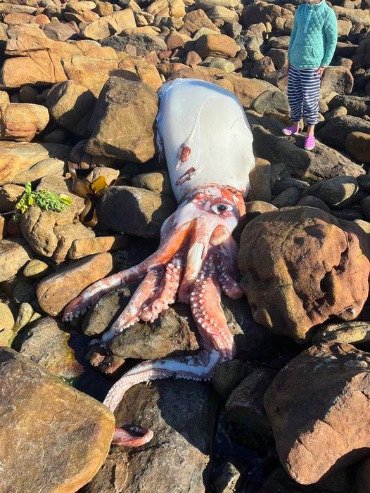 Giant Squid And Pilot Whale Calf Wash Ashore Along Atlantic Coastline Sapeople Worldwide 6771