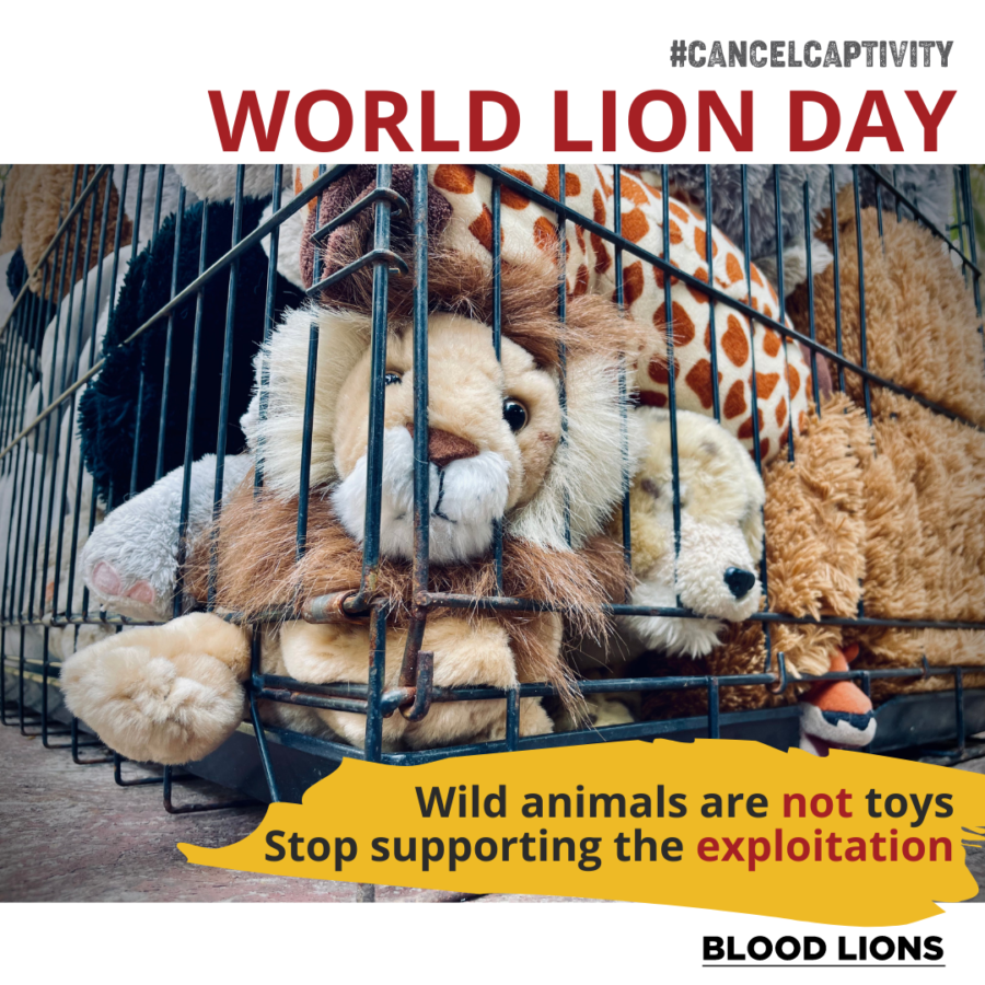 WATCH Blood Lions Releases Powerful Message on World Lion Day